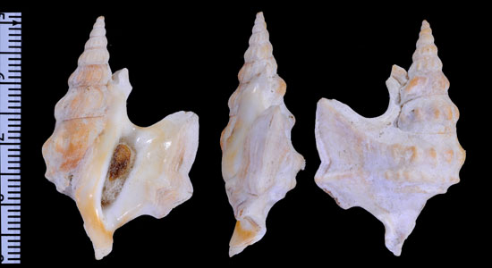 モミジソデ北大西洋の型 Aporrhais pespelecani bilobatus