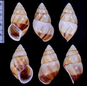 アンダマンマレイマイマイ (仮称) Amphidromus inversus andamanensis small