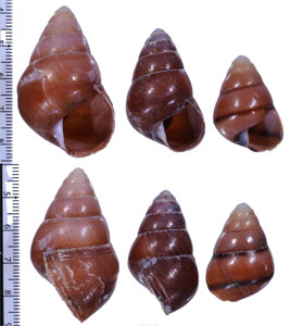 ロンブロンアオゴシキマイマイ (仮称) Helicostyla romblonensis small