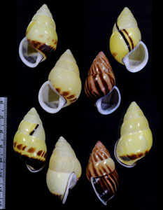 ソコオビマレーマイマイ (仮称) Amphidromus perversus rufocinctus small