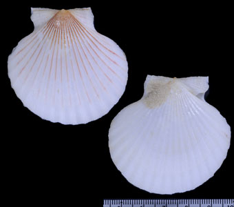 スジセイヨウイタヤ Aequipecten opercularis lineatus small