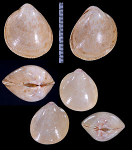 オウシュウスベリザル Laevicardium crassum small