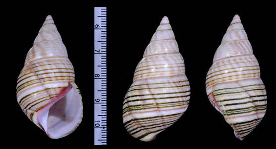 オースチンイトヒキマイマイ Liguus fasciatus austinianus small