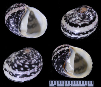 アジロオカイシマキ Neritodryas cornea small