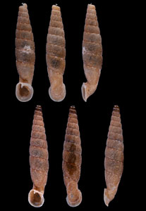 ベラフバードギセル (仮称) Neniatracta belahubbardi small