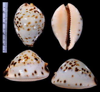 オニギリダカラ Zoila perlae perlae small