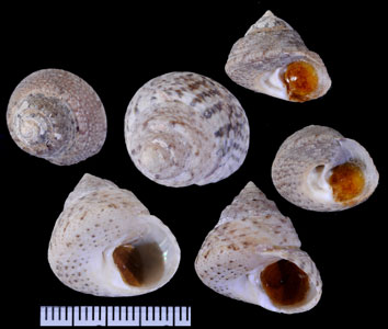 アドリアクルマチグサ Gibbula albida small