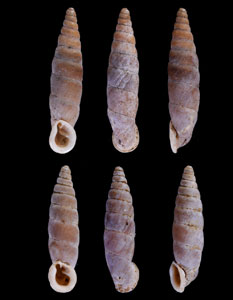 ロハウケンギセル (仮称) Isabellaria lophauchena small