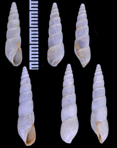 ナガトクサオカチョウジ （仮称） Paropeas tchehelense small