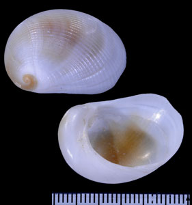 ドレセールフクロ （仮称） Sinum delesserti small