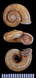 クダナシマレイクチヒレアツブタ (仮称) Cyclotus setosus small