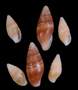 カムロガイ 禿貝 Sundamitrella impolita