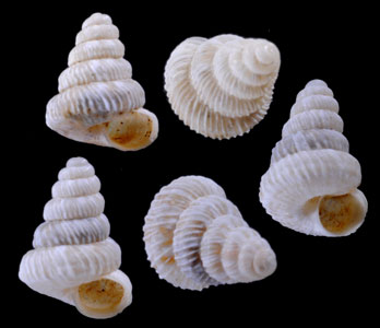 リーベトラットオカウズマキ (仮称) Trochoidea liebetruti small