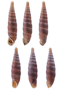 アルプスイワノミギセル （仮称） Neostyriaca corynodes saxatilis small