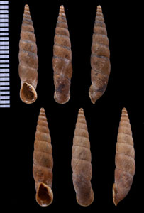 グアバマギセル (仮称) Phaedusa filicostata var. guabama small