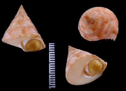 ダンエビス Calliostoma vicdani small
