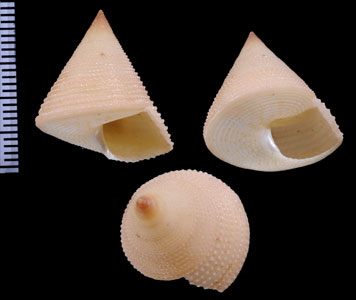 ビルベンスエビス Calliostoma vilvensi small