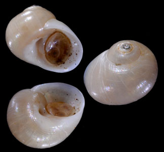 ギンパクザンショウ (仮称) Homalopoma lunellum small