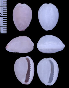 ホソスジボタンシラタマ (仮称) Triviella multicostata