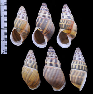 バギアサカサマレーマイマイ (仮称) Amphidromus contrarius baaguiae small