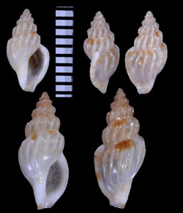 ヒサゴシャジク Horaiclavus filicinctus