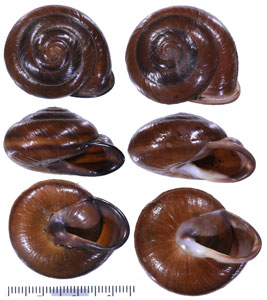 タマココアマイマイ Pleurodonte orbiculata small