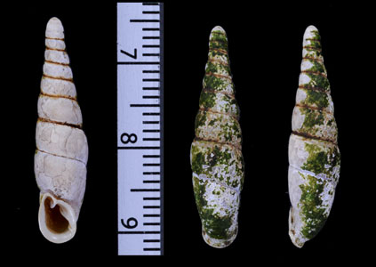 アメイロギセル Mesophaedusa viridiflava small