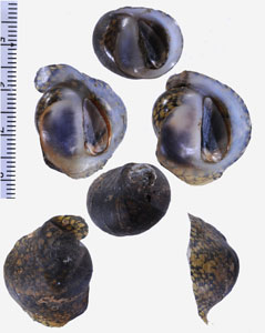 アフリカマンジュウカノコ （仮称） Clypeolum owenianum small