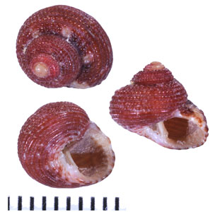 サンゴナツモモ Clanculus corallinus small