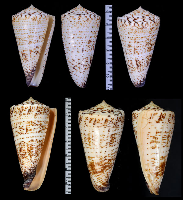 テンスジシシュウミナシ （仮称） Conus thalassiarchus castrensis small