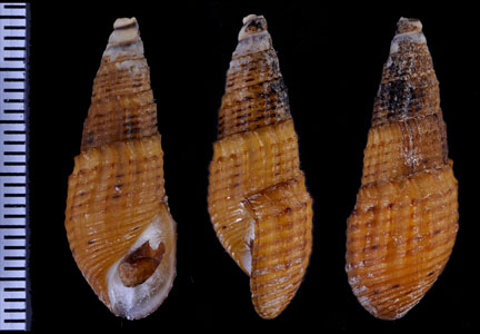 イボブラジルカワニナ (仮称) Aylacostoma tuberculata small