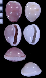ピンクボタンガイ Triviella ovulata