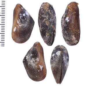 チチュウカイスキゲヒバリ Brachidontes variabilis small