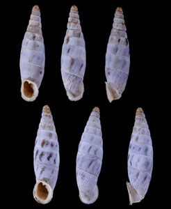 エキナアオギセル 仮称 Albinaria discolor flammulata small