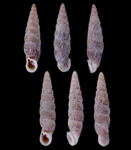 ジェンスギセル （仮称） Boettgeria jensi small