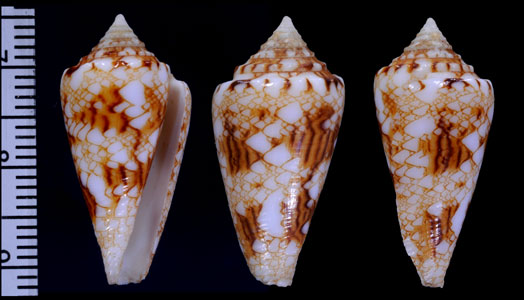 スコットジョーダンイモ （仮称） Conus scottjordani small