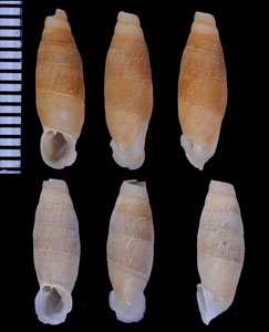 マルタアクビギセル （仮称） Lampedusa macrostoma oscitans small