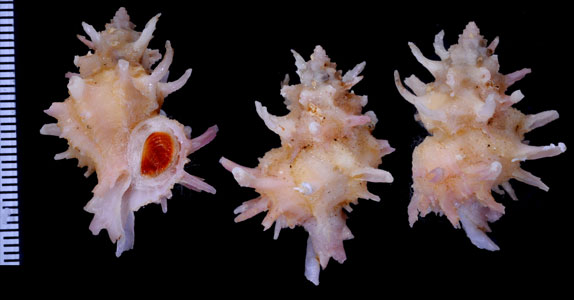 バライロカセン Babelomurex spinaerosae