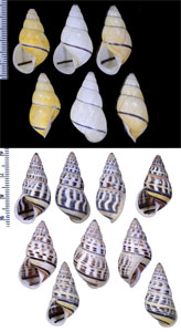 ロテマレーマイマイ (仮称) Amphidromus rottiensis small