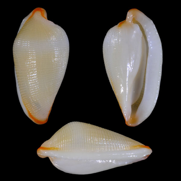 キスジカブトケボリ （仮称） Primovula virginiae