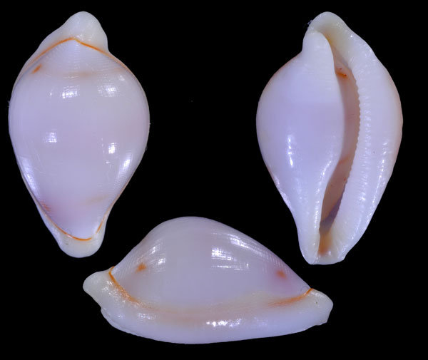 ギボシケボリ Diminovula aurantiomacula small