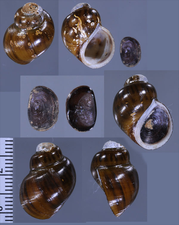 ドングリカワニナ Balanocochlis glandiformis