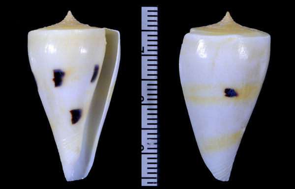 フイリスギモトイモ Conus sugimotonis vicdani small