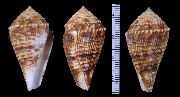 シコロイモ Conus eucoronata small
