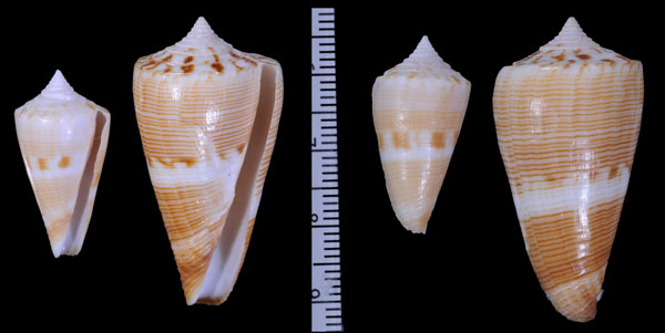 カミスジイモ Conus voluminalis var. filicinctus small