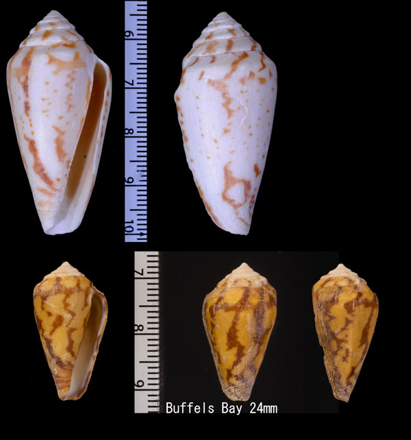スジウチアゲイモ (仮称) Conus algoensis simplex small