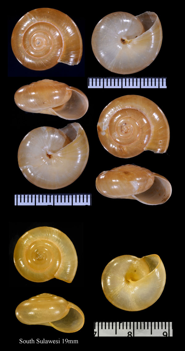 アンボイナベッコウマイマイ (仮称) Macrochlamys amboinensis small