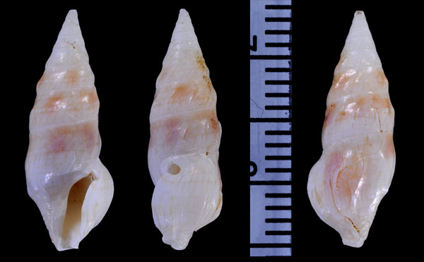 ナナメスジツノクダマキ (仮称) Plagiostropha sp. small