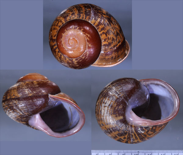 ミンダナオカスリマイマイ Calocochlia mindanaensis small