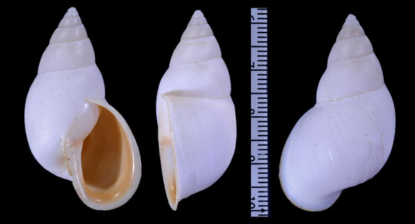 シロメキシコトウガタマイマイ (仮称) Naesiotus pallidior small